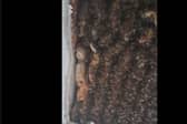 A colony of over 180,000 bees were found in a bedroom ceiling, and relocated by Beekeeper Andrew Card of the Loch Ness Honey Company.