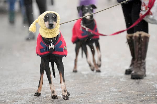 When is it too cold to walk your dog? (Photo:  Christopher Furlong/Getty Images)