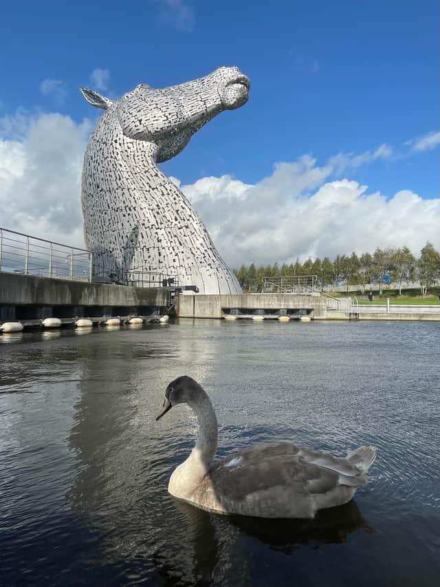 Where wildlife meets sculptural wonders - the stunning Kelpies in Falkirk
