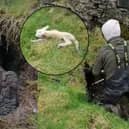 Farmer saves lamb from pipe