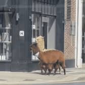 Alpacas spotted taking a stroll down city centre street.