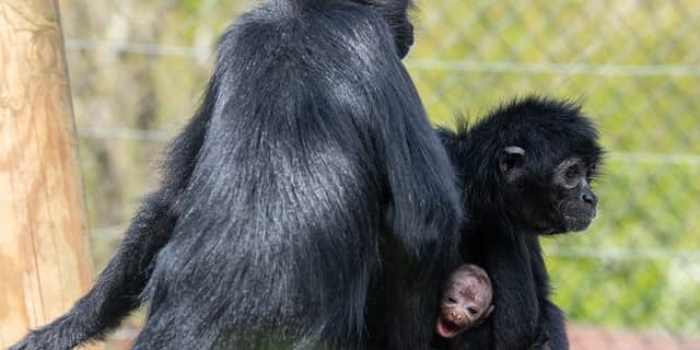 Rare baby spider monkey makes first appearance at zoo.