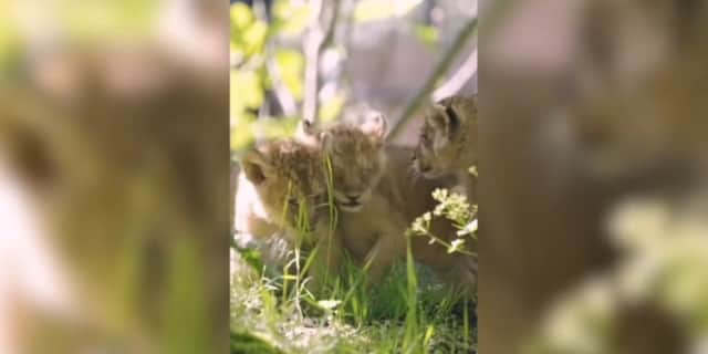 Three Asiatic lion cubs play outside for the first time.