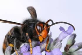 Asian hornets are smaller than native hornets, but deadly to our bees and other pollinators (Photo: Wildlife and Countryside Link/PA Wire)