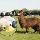 Adorable but naughty sheep interrupts Alpaca yoga exercise class at Lowlands Farm 