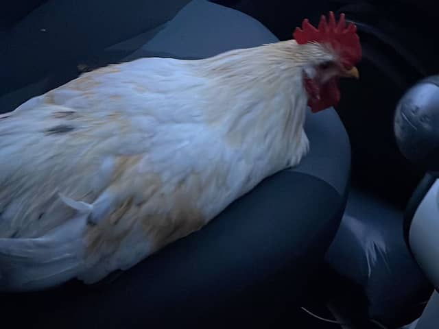 Woman rescues cockerel after it flew through her car window.