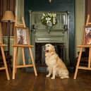 Son of top stud dog, Pierre the Heir, continues guide dog linage