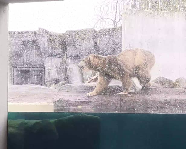 A polar bear working up the courage to jump into a pool.