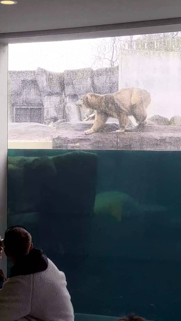 A polar bear working up the courage to jump into a pool.