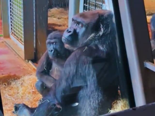 A viral TikTok video claiming to shows gorillas 'abandoned' at Bristol Zoo's former Clifton site has more than 800k views