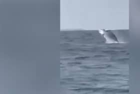 Whale pops up from sea in front of amazed Jersey schoolchildren on trip.