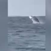 Whale pops up from sea in front of amazed Jersey schoolchildren on trip.