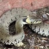 A huge snake is filmed slithering along UK canal towpath.