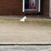 Rare white squirrel roams streets of UK town.