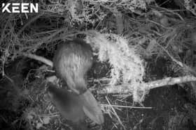 Two kits have been spotted in the Cairngorms National Park with families of beavers introduced there.