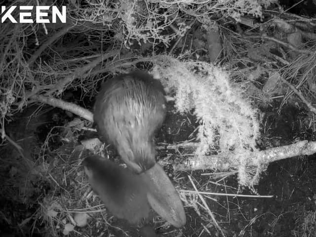 Two kits have been spotted in the Cairngorms National Park with families of beavers introduced there.