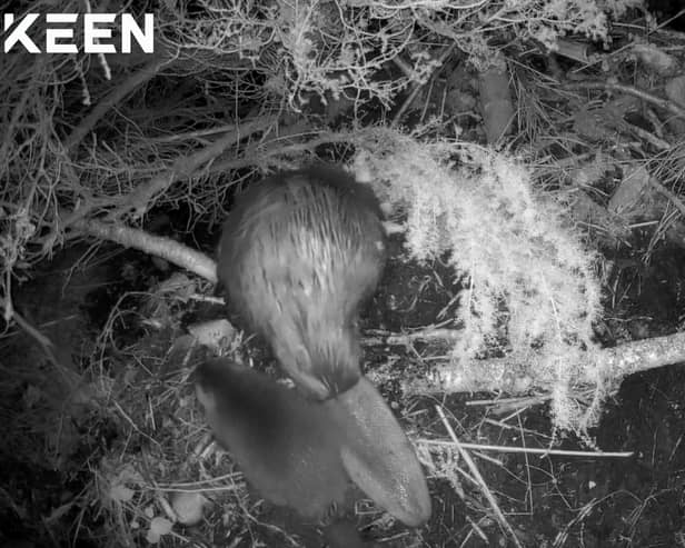 Two kits have been spotted in the Cairngorms National Park with families of beavers introduced there.