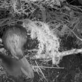 Two kits have been spotted in the Cairngorms National Park with families of beavers introduced there.