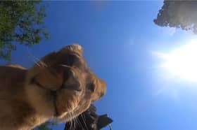 Lion finds hidden camera at zoo.