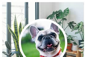Pet health expert warns these five common houseplants could kill a cat or dog. (Photo: Pexels/ Huy Phan, Pixabay)