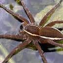 Fen Raft Spider on the Dyke networks of the Lower Waveney Valley.