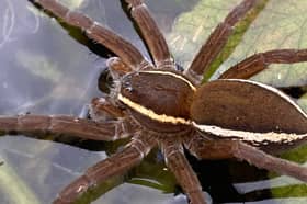 Fen Raft Spider on the Dyke networks of the Lower Waveney Valley.
