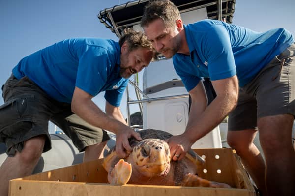 Todd German from SeaLife Scarborough and Scott Blacker from SeaLife Blackpool releasing Nazare a loggerhead sea turtle into the sea off the coast of Horta in the Azores