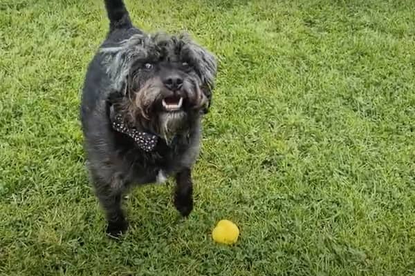 Ernie the Patterdale terrier and his Fetch Toy from Earth Rated.