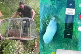 Cinnamon the capybara is located and captured.