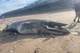 The minke or fin whale washed up on Headland Beach, Hartlepool. 