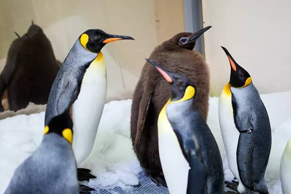 Pesto the penguin at Sea Life Melbourne.