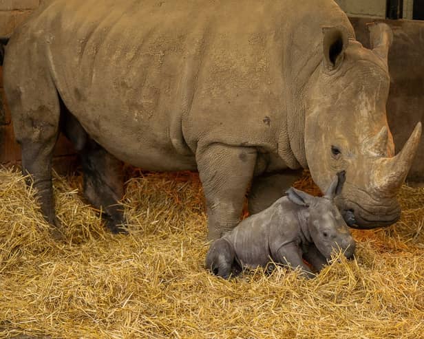 The male white rhino calf with mum Fahari at Whipsnade Zoo in Beds. 