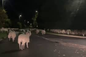  Hundreds of escaped sheep were pictured blocking a bypass in the early hours of the morning - after a country gate was left open. 