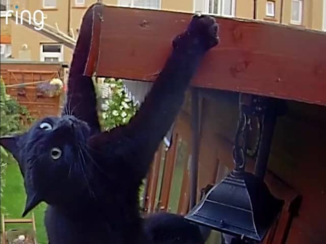 Daredevil cat makes superhero jump