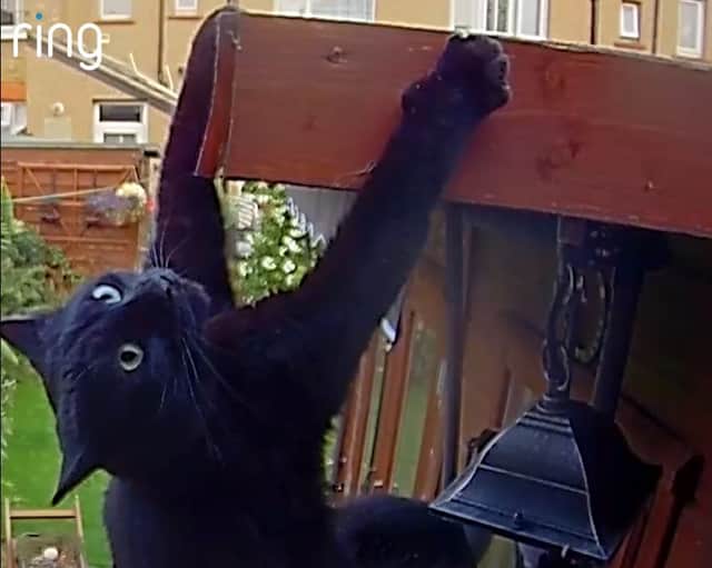 Daredevil cat makes superhero jump