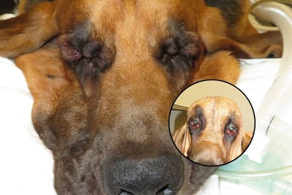 Six-year-old Luca the Bloodhound struggled to see - until he had a facelift!