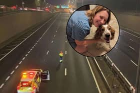 A lost dog has been reunited with his owner - after she caused the motorway to temporarily shut down 8 TIMES!!!