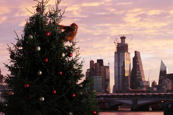 An ultra-realistic animatronic orangutan climbs a 20ft Christmas Tree at Coin Street Observation Point, London to highlight the threat to the survival of the species due to deforestation caused by palm-oil production, following Iceland's Christmas advert being banned.