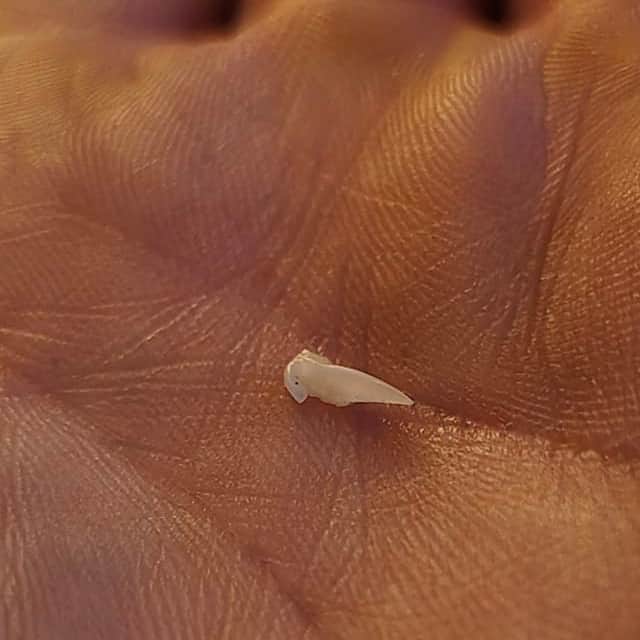 A tooth Paul Hutchison pulled from the inflatable tubes of his boat.