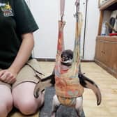 Flop the Humboldt penguin in the baby bouncer.