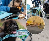 The Woof Truck - 'rusty old bike' (inset) and what it looks like now.