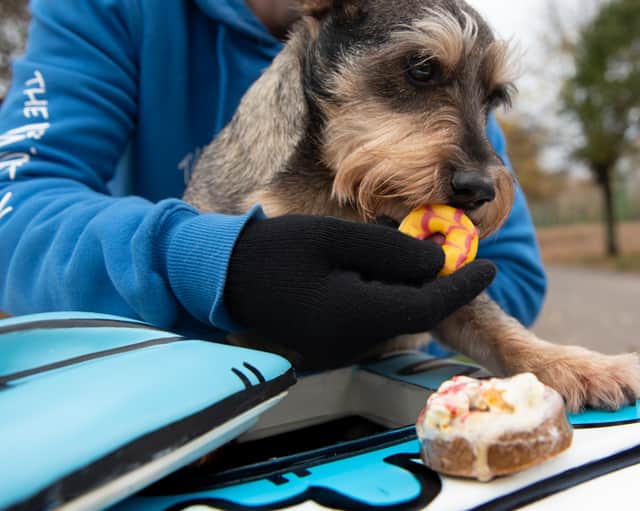 A cute fluffy dog waits for his treats at The Woof Truck