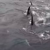 Donna Marie Woodhouse had an incredibly close encounter with a pod of orcas.
