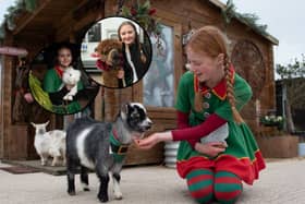 Santa's elves pet the animals on Lowlands Farm, including adorable goats, rabbits and alpacas.