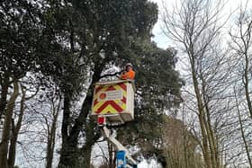 Otto the cat being rescued from a 40 feet-tall tree by Knighton Countryside Management in Weymouth, Dorset.  
