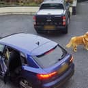 Hilarity ensues as pooch steals turkey crown from car in Armagh, Northern Ireland, leading to a game of chase which ended in woman leaving empty handed as crafty canine refused to give up the bird. 
