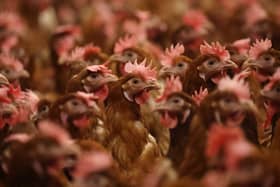 Bird flu is rare in humans, but it can be serious or even deadly.