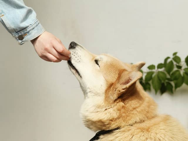 Some common human foods can prove deadly to our dogs. 