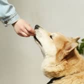 Some common human foods can prove deadly to our dogs. 