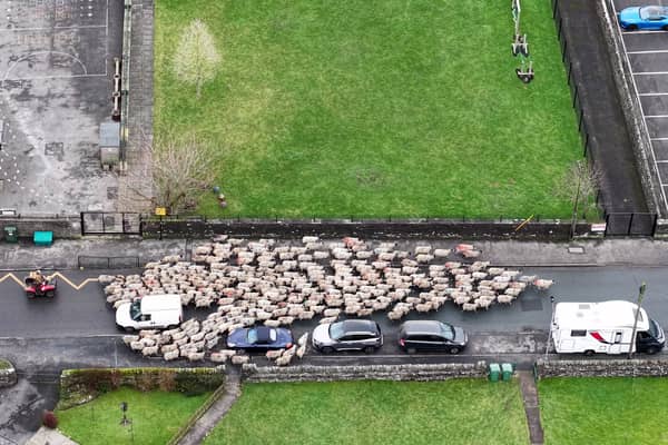 Moment more than 200 sheep run through town.